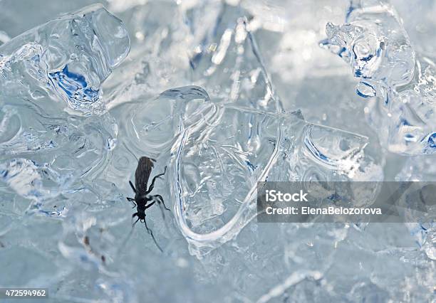 Macro Shot Of Insect Awakening From Winter Hibernation Stock Photo - Download Image Now