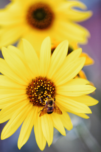 Close shot of a bee working to pollenate a yellow daisy or sunflower with another flower in the blurred background
