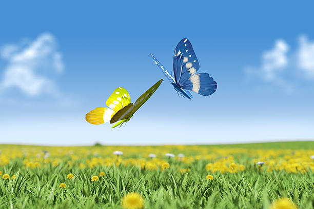 istock Couple of Butterflies 472596770