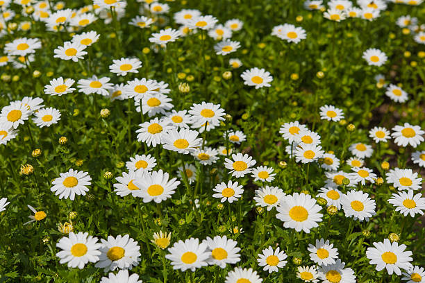 flower background, daisy field stock photo