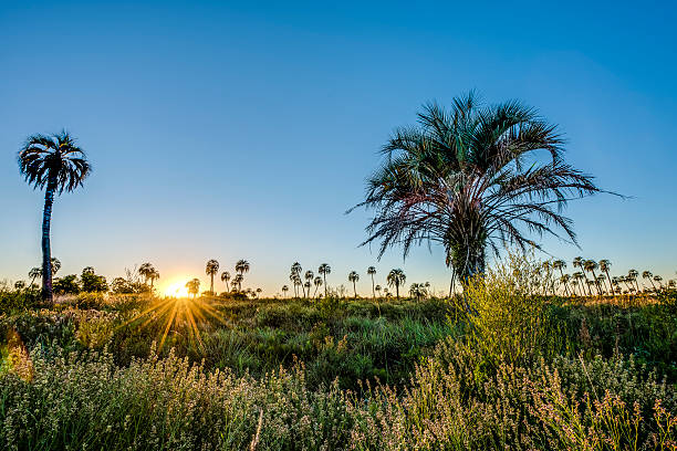 istock Sunrise on El Palmar National Park, Argentina 472598510