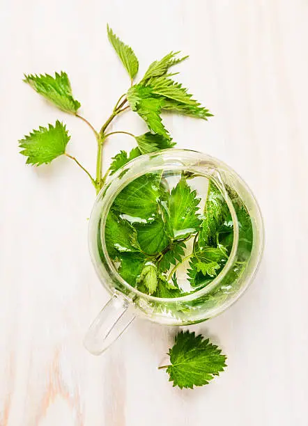 Herbal nettle tea in a glass pot  on white rustic background, top view