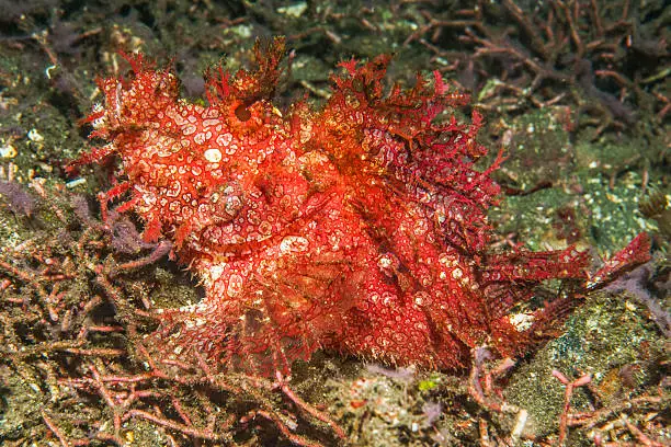 A Rhinopias aphanes in Lembeh