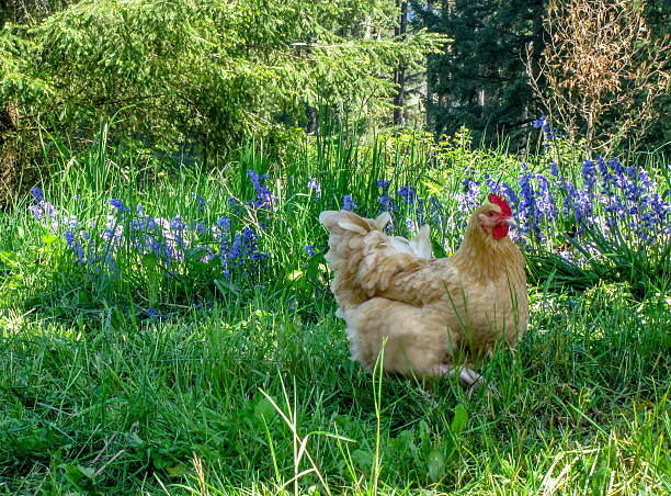 istock Pretty Hen in the Flowers 472598956