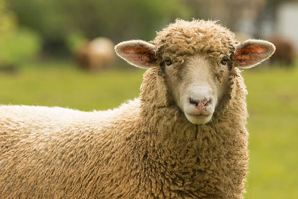 istock Sheep - Santa Catarina - Brazil 472599040