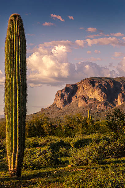 istock Suprestition Mountains and Saguaro Cactus at Sunset 472599388