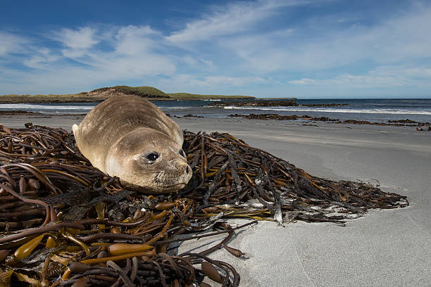 istock Young elephant seal on the beach 472599436