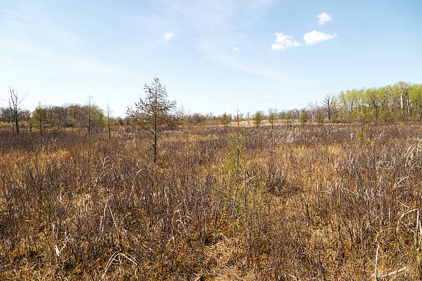 istock Spring Bog in a Minnesota Wildlife Refuge 472602562