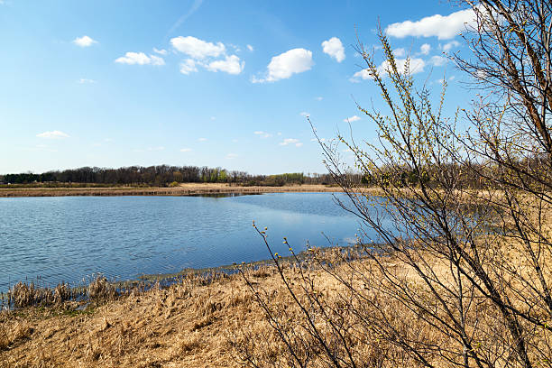 istock Budding Tree Overlooking Lake in Minnesota Wildlife Refuge 472602586