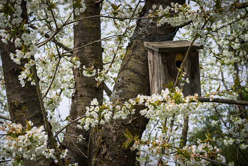 nesting box in a appletree full of blossoms