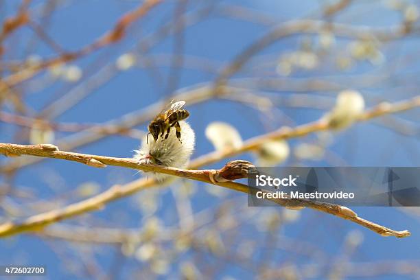 Photo libre de droit de Abeille Sur Une Branche De Saule banque d'images et plus d'images libres de droit de 2015 - 2015, Abeille, Abeille domestique