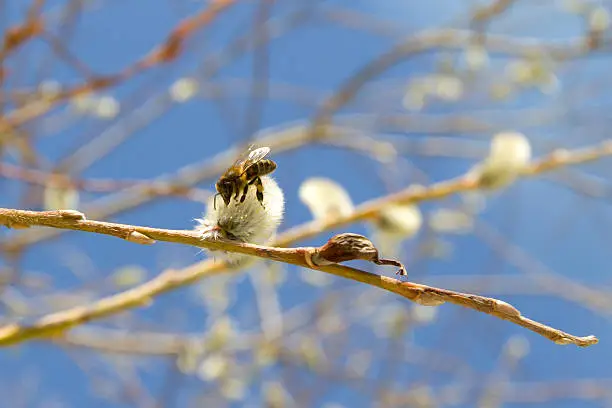 Photo of Bee on a branch of a willow