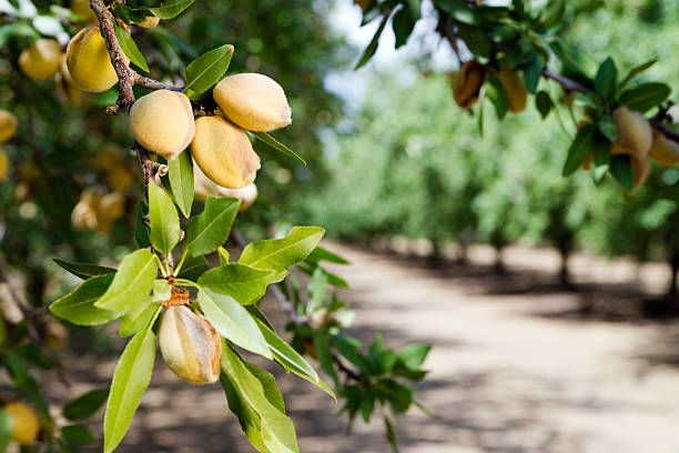 Almond nuts growing on a tree at a farm in California Healthy raw nuts still growing in the farmer's orchard almond tree photos stock pictures, royalty-free photos & images