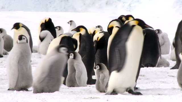 antarctic penguin colony medium shot