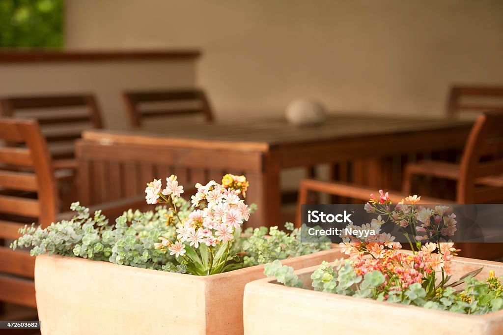 Lewisia Flowers in the Ceramics Pots at Home Entrance Pink and orange lewisia flowers in ceramics pots at home entrance. Selective focus. On the background is a wooden table with chairs. 2015 Stock Photo