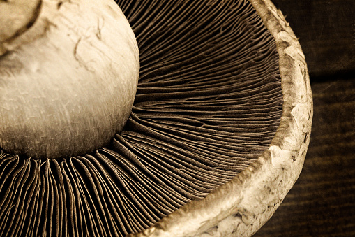 A high angle extreme close up horizontal photograph of the bottom of a portobello mushroom