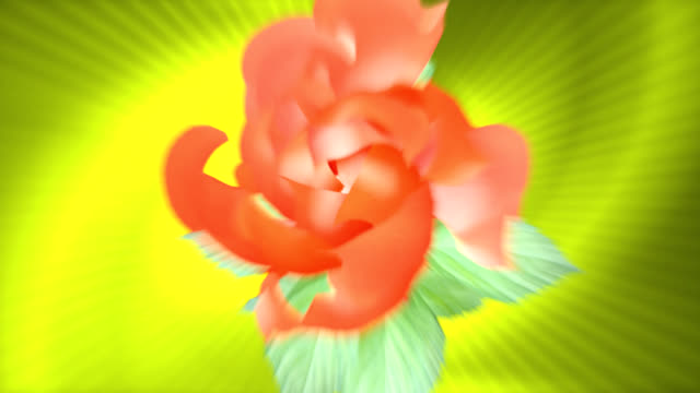 Blooming flower - HD