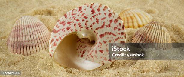 Set Of Seashells On The Sand Stock Photo - Download Image Now - 2015, Abstract, Animal