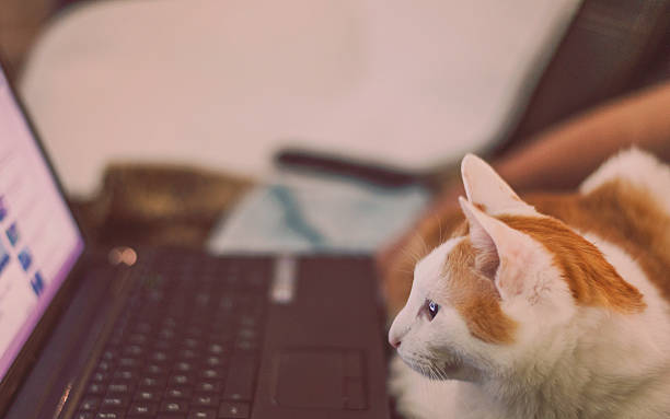 Cute cat watching movie on laptop. Animals and technology