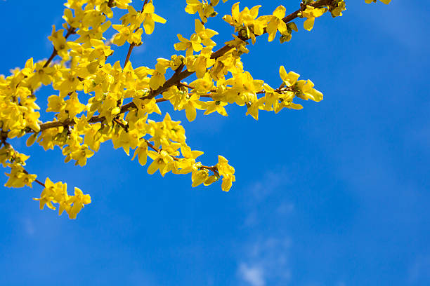 Spring yellow Forsythia europaea blossom in a sun rays on the blue sky background