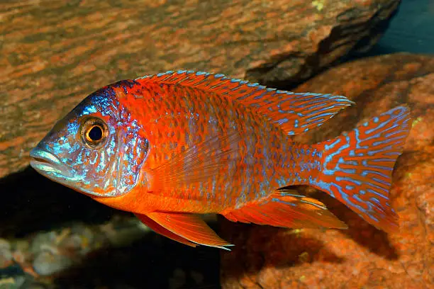 Male of cichlid fish from genus Aulonocara.