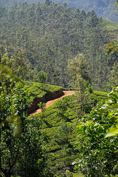 istock Tea plantation in Sri Lanka 472606024
