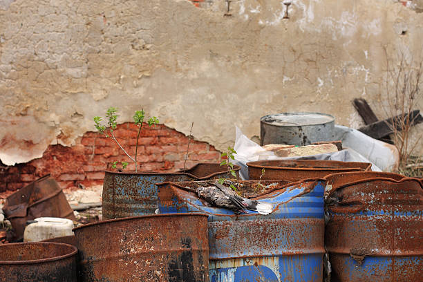 istock Dead bird collared dove  on barrel with toxic chemical waste. 472606026