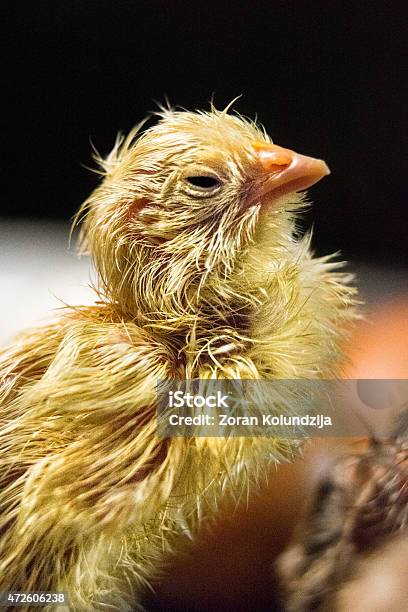 Just Hatched Baby Chicken In Incubator Standing Among Eggs Stock Photo - Download Image Now