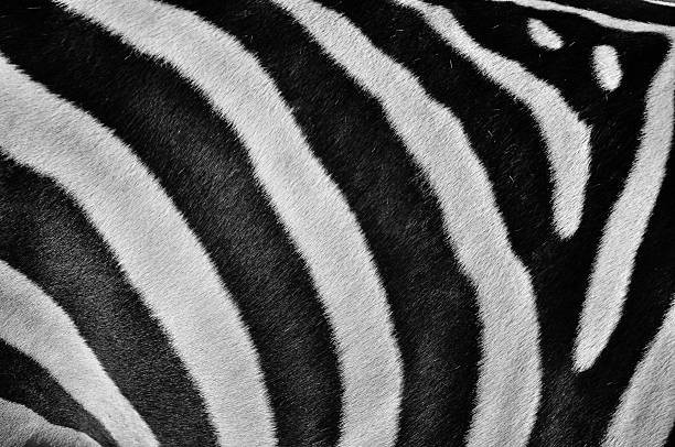 textura de pele de zebra para planos de fundo. - fotografia imagem - fotografias e filmes do acervo