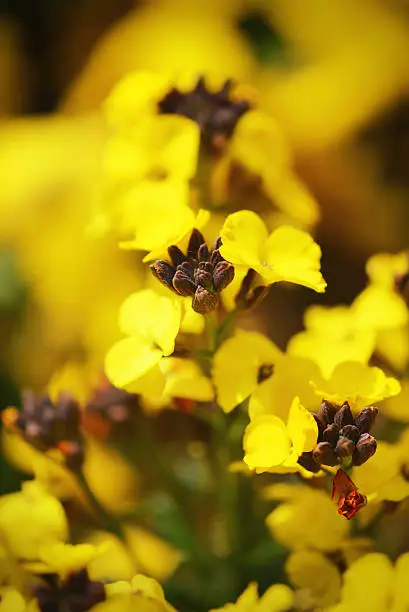 macro photography of a yellow Wallflower (Erysimum cheiri) with its flowerheads. Soft cross processed image.