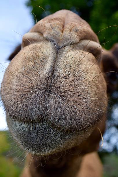 Portrait of adult Arabian camel (Camelus dromedaries), close up.
