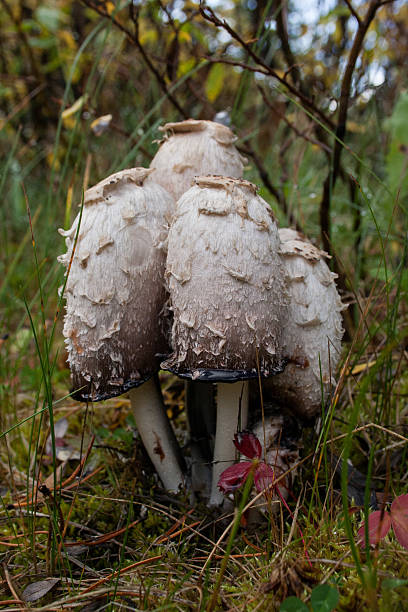 istock Shaggy mane mushroom 472609248