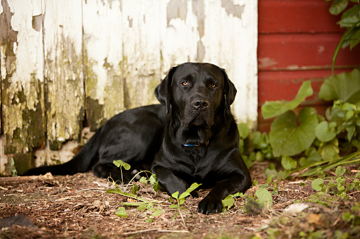 Beautiful black Labrador Retriever lying down in front of an old barn door.