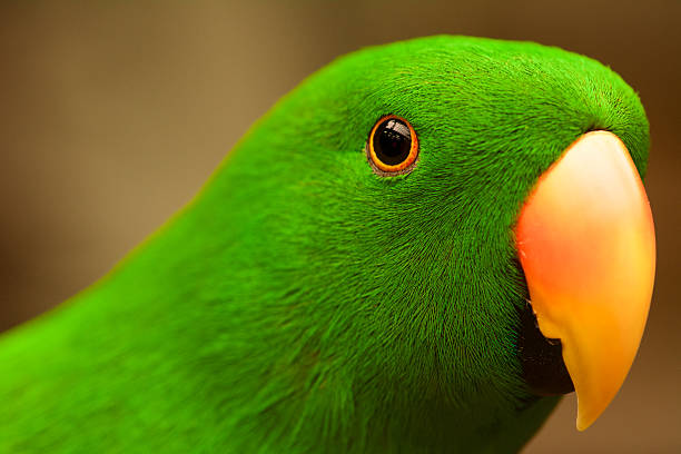 istock Green parrot - electus roratus 472609650