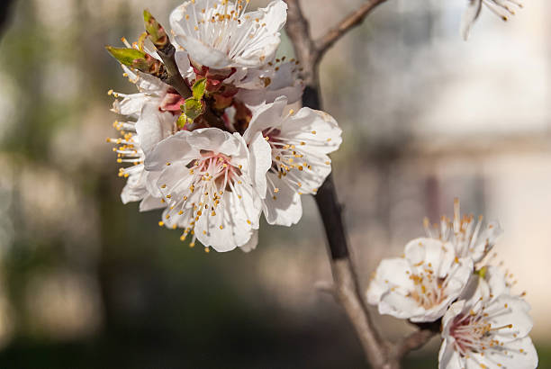 istock blossom apricot tree flower, spring season for background 472609736