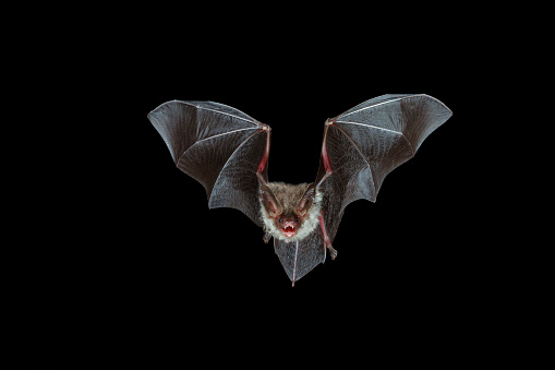 A highspeed DSLR photo that shows a bechstein´s bat on its acrobatic flight through the black night. The mouth is wide opened using echolocation for orientation. 