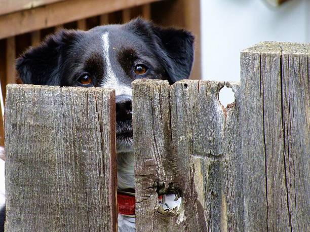 istock Dog Looking Over Fence 472610794