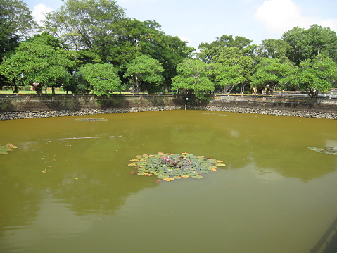 A pond at a Vietnamese temple; trees, water lilies, shrubs