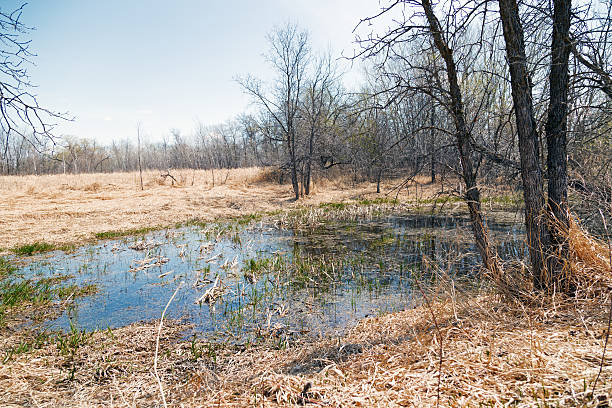 istock Pond in a Minnesota Wildlife Refuge.  Spring 472612050
