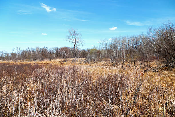 istock Spring Bog in a Minnesota Wildlife Refuge 472612070