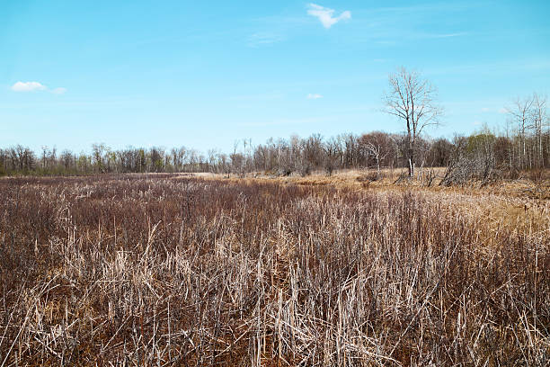 istock Spring Bog in a Minnesota Wildlife Refuge 472612072