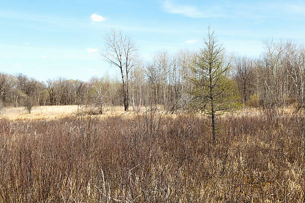 istock Tamarack Tree in a Bog.  Minnesota Wildlife Refuge 472612074