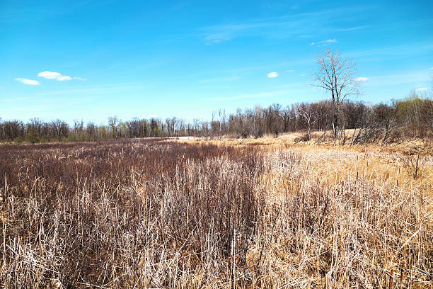 istock Spring Bog in a Minnesota Wildlife Refuge 472612080