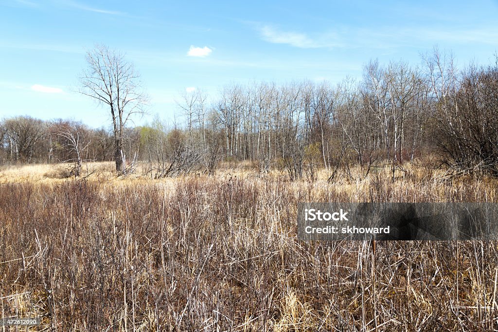 Spring Bog in a Minnesota Wildlife Refuge Spring bog in a northern Minnesota wildlife refuge. 2015 Stock Photo