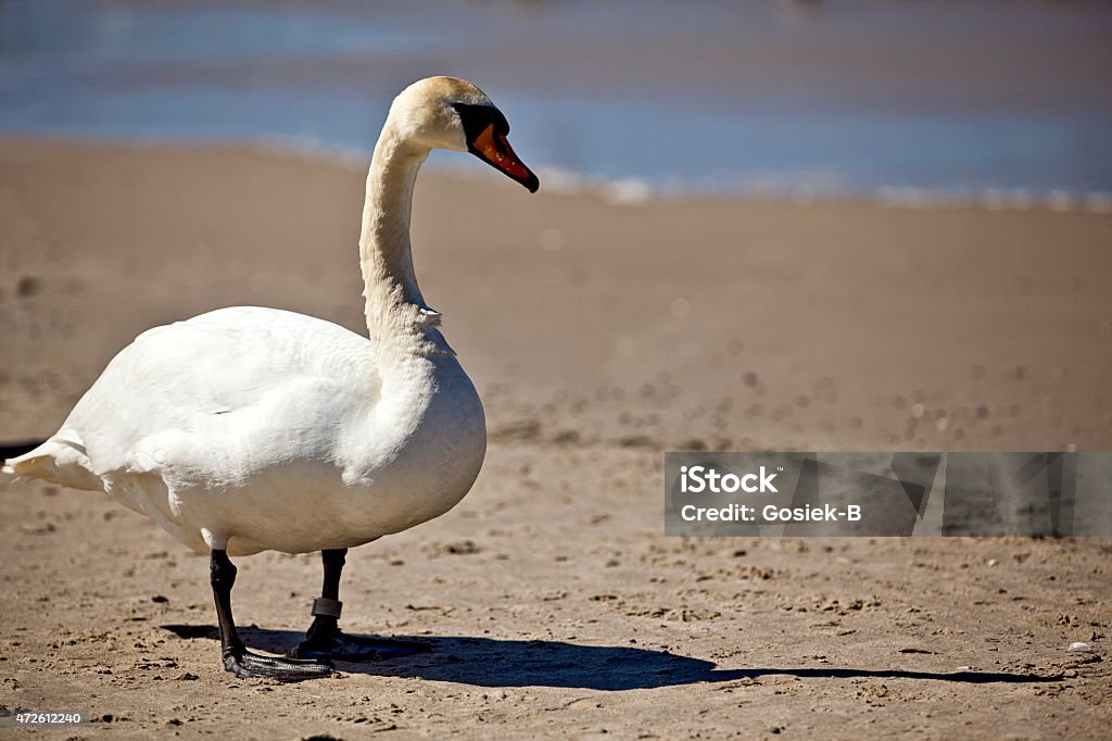 swan 2015 Stock Photo