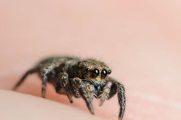 Bold Jumper Phiddipus audax jumping spider Small Phiddipus audax jumping spider looking past off in the distance jumping spider photos stock pictures, royalty-free photos & images