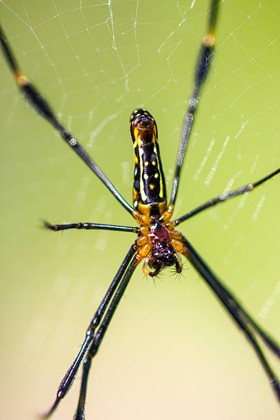 istock Golden Orb-weaver Spider 472613516