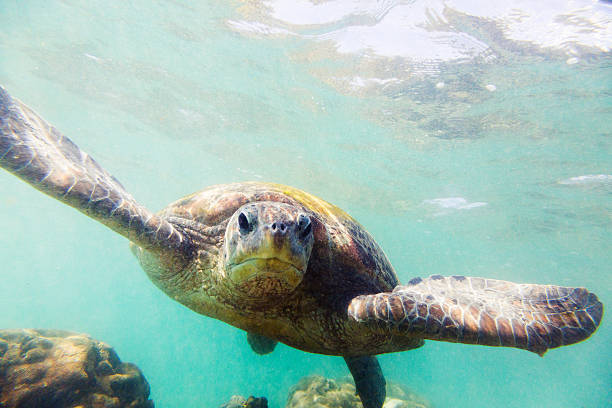 istock The green sea turtle (Chelonia mydas), Hikkaduwa. 472613728