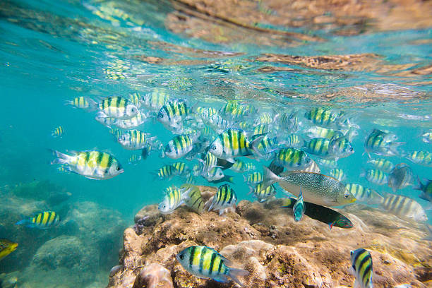 istock A school of tropical fish under water 472613744