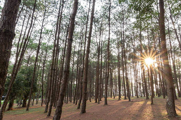 istock Larch forest with sunlight and shadows at sunrise 472616390